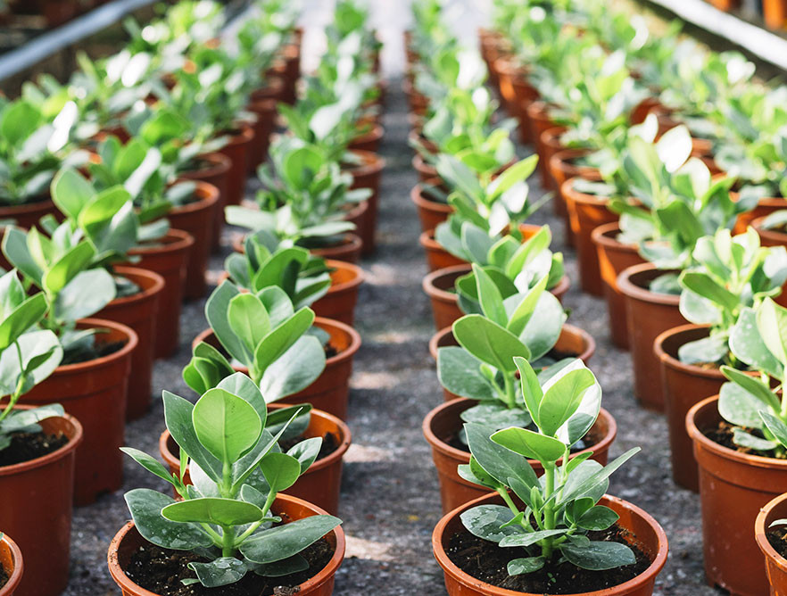 La croissance des plantes