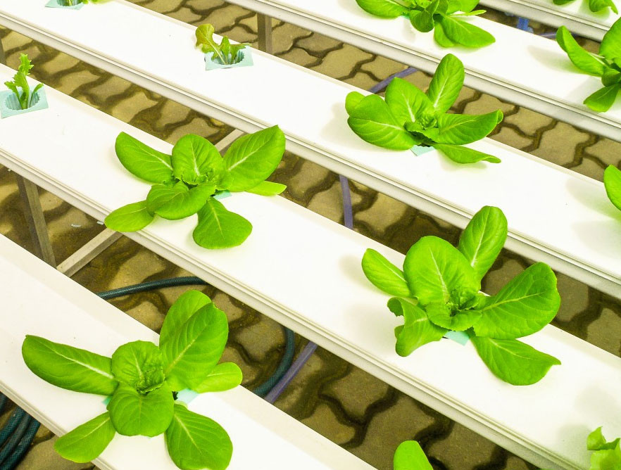 Aeroponics