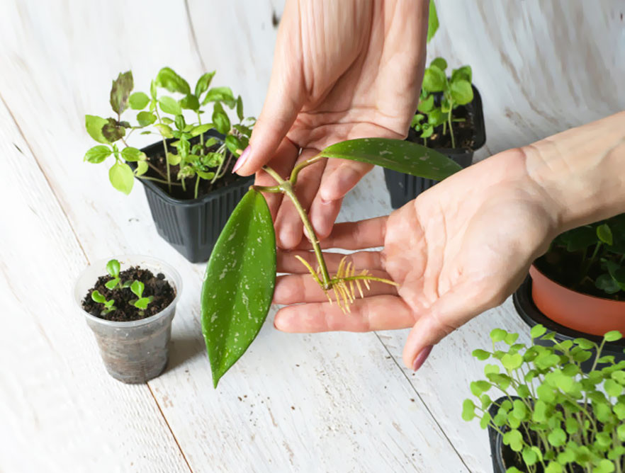 O que são as estacas e a germinação? Indoor Discount